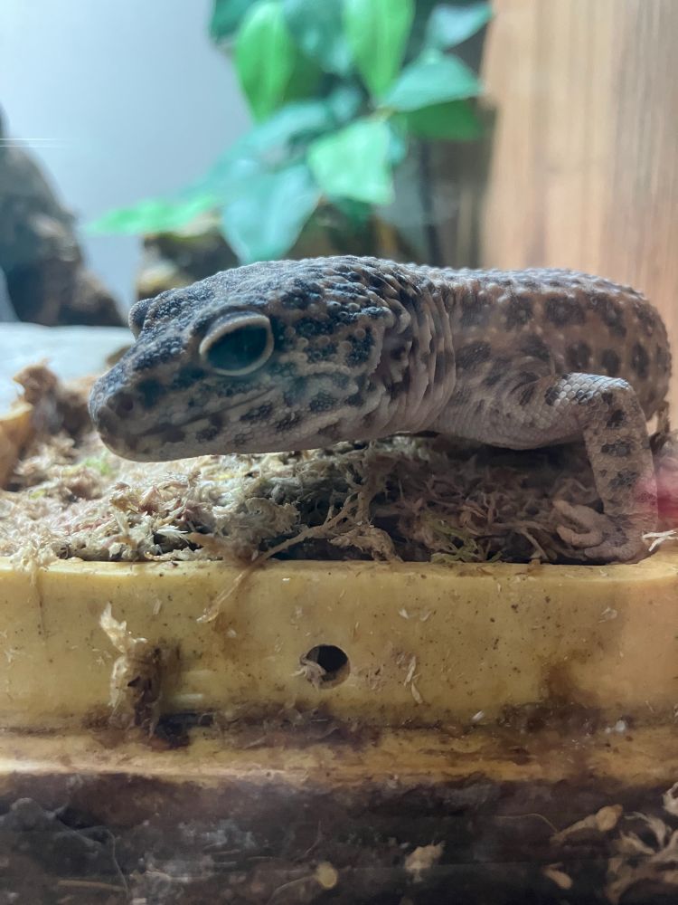 Photo of a leopard gecko side-eyeing the camera. She is very grey and sat on the base of a moss hide 