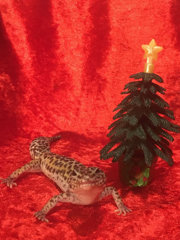 Photo of a leopard gecko sat beside a small plastic Christmas tree on a red velvet backdrop (yes, really)