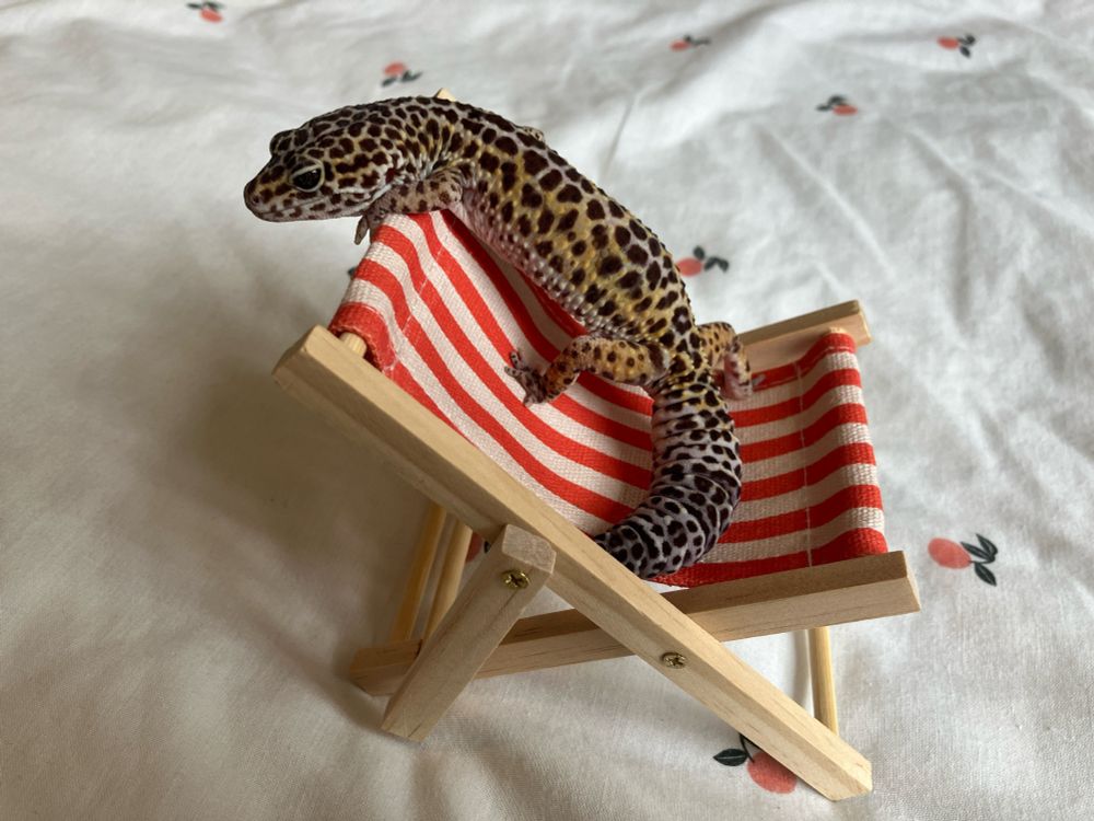 Photo of a leopard gecko, Marley, sat on a miniature wooden deck chair with red and white fabric, which sits on white bedding with small cartoon peaches dotted over it. Marley is stood on the armchair with her front legs and head resting on the top of it