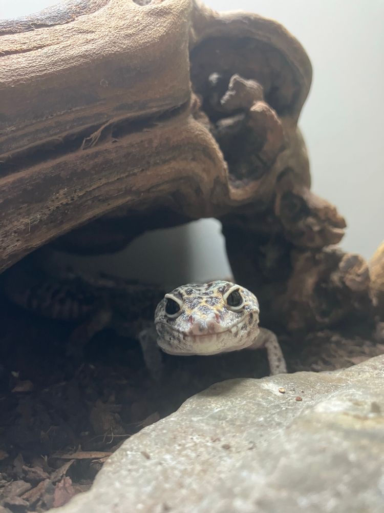 Photo of a leopard gecko staring at the camera, at a distance. She is walking