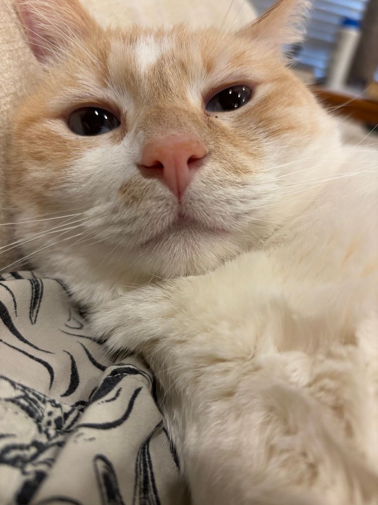 An orange an white cat seen from very close