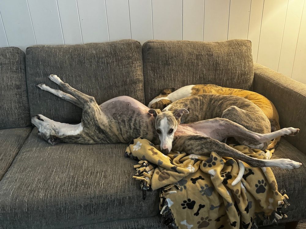 3 whippets piled together on a couch with plenty of room. 