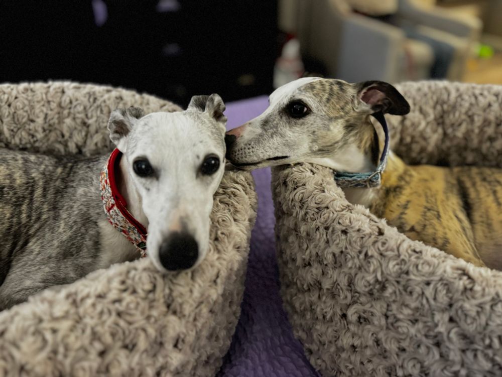 Two whippets side by side in donut dog beds, one licking the others ear