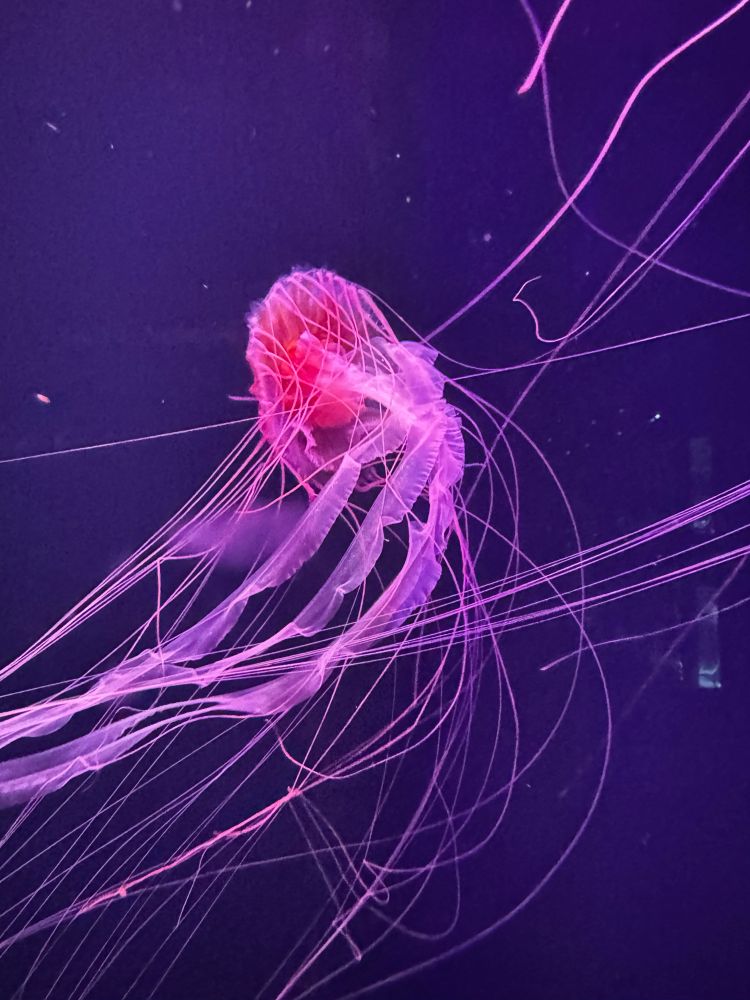 Pinkfarbene fluoreszierende Qualle in violettem Hintergrund.