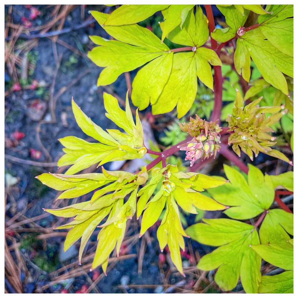 Lime green leaves of a dicentra…with its purple stalks.