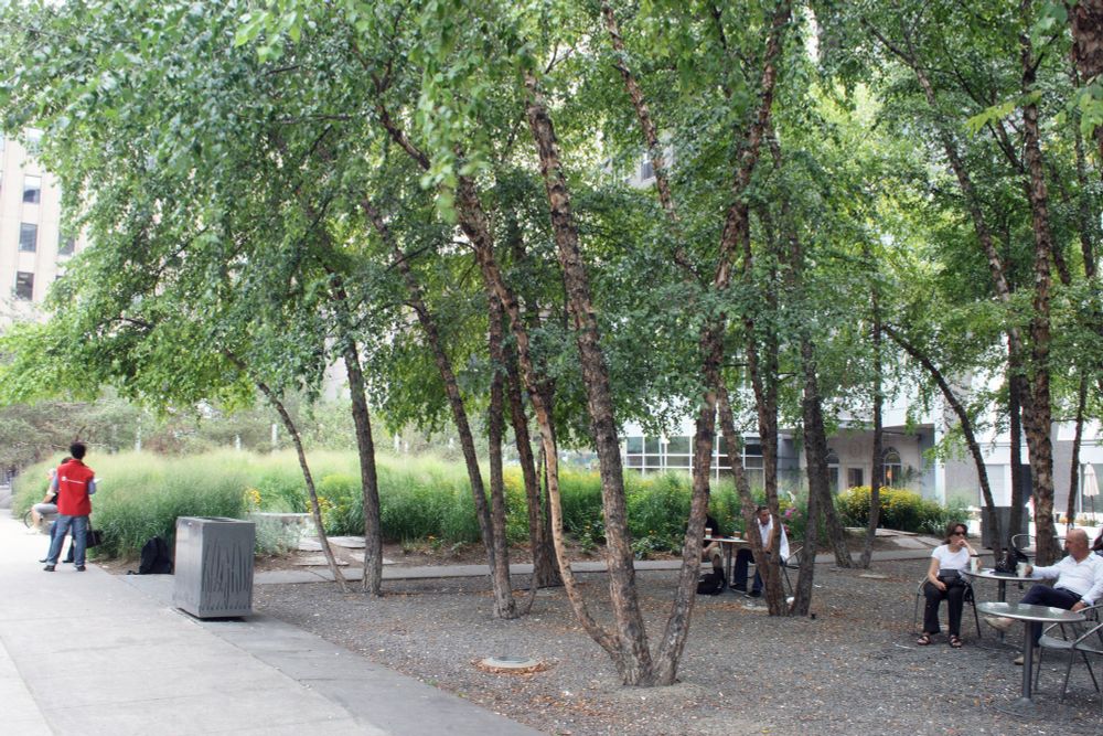 Gravel area with trees growing out of it & people sitting at tables. Meadow-like area beyond. Condo towers in background.