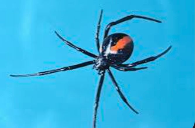 Image of a Redback Spider (not called a red belly black spider) image from https://australian.museum/learn/animals/spiders/redback-spider/