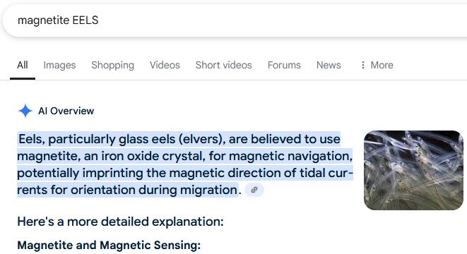 Screenshot of a google search result with the AI Overview opining on how eels can use magnetite for directional sensing.