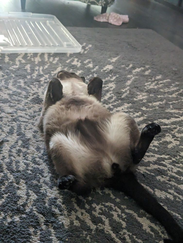 Picture of a cat taken without context