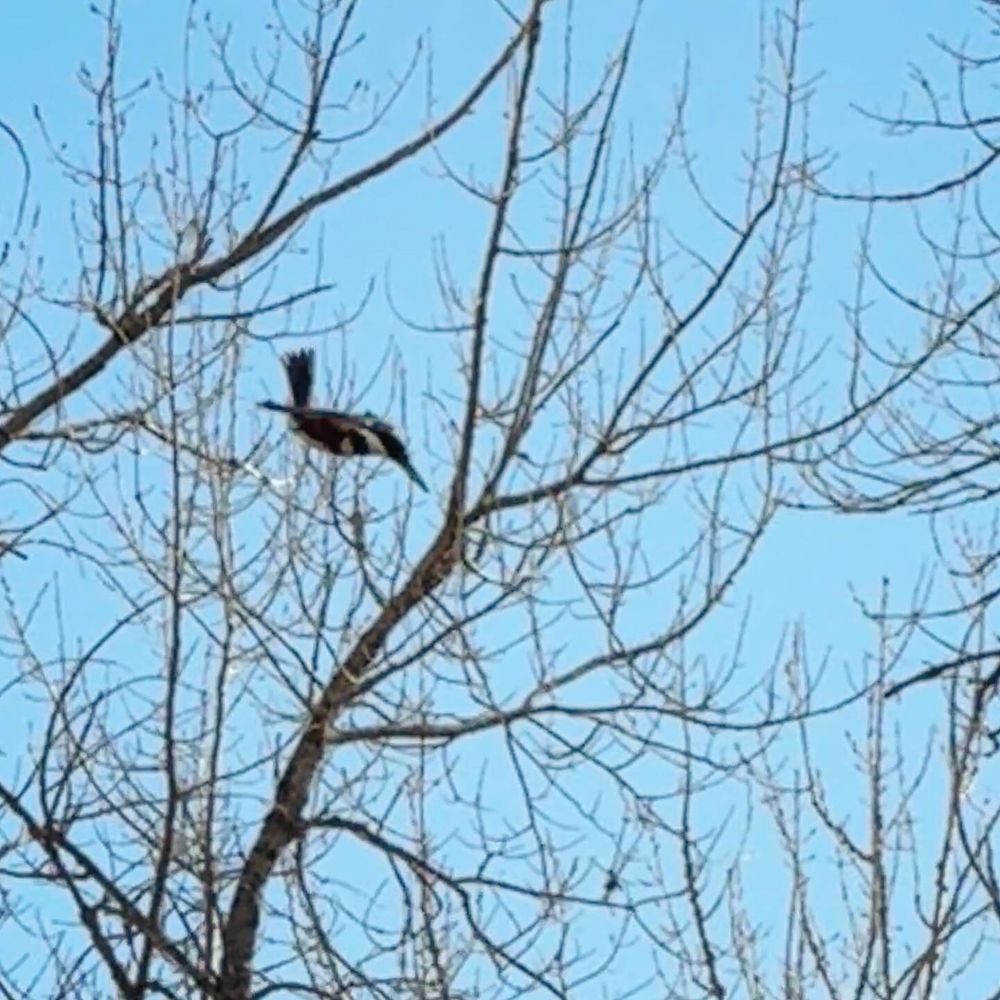 A belted kingfisher is diving down against blue sky and branches. The tail feathers are pointed up while the rest of the body is streamlined.