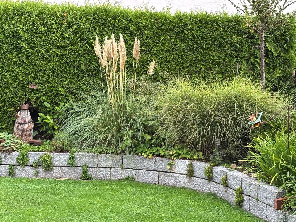 Ich blicke auf den Garten, sehe einen Teil einer niedrigen hellen Mauer, dahinter verschiedene hohe Gräser, eine Hecke.