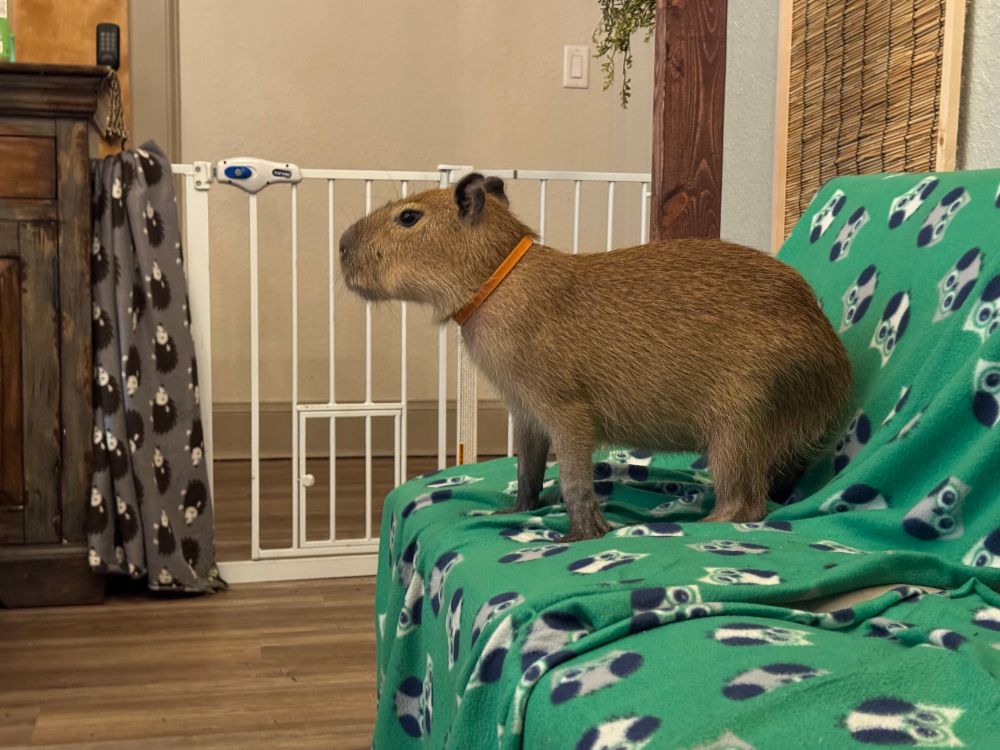 a capybara sitting on a couch
