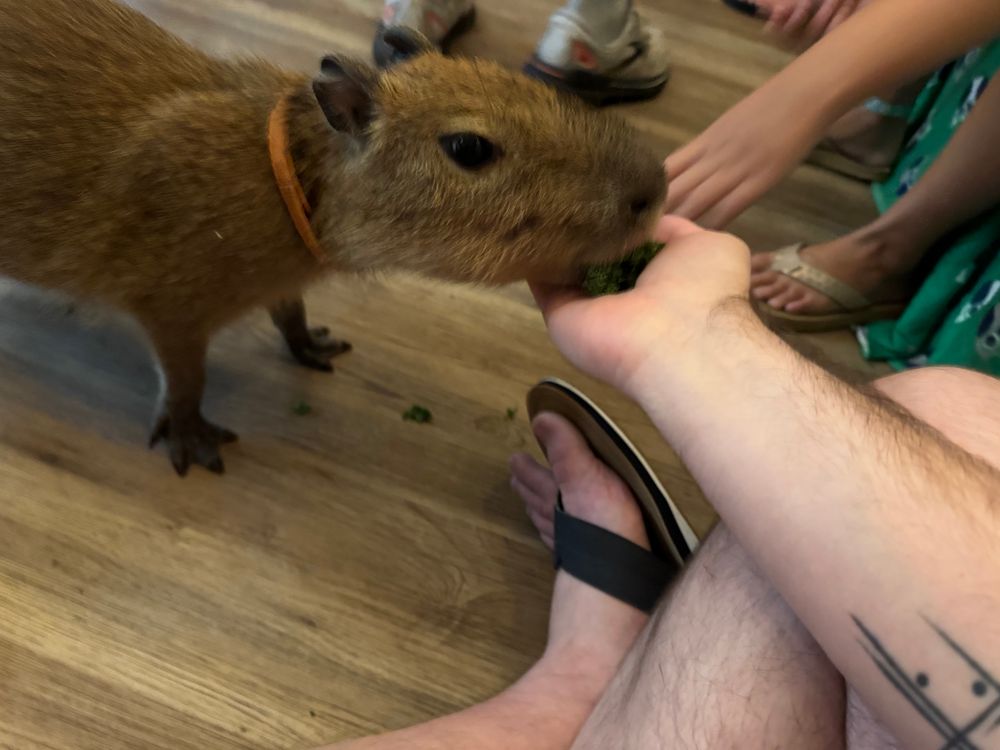 a capybara eating kale from my hand