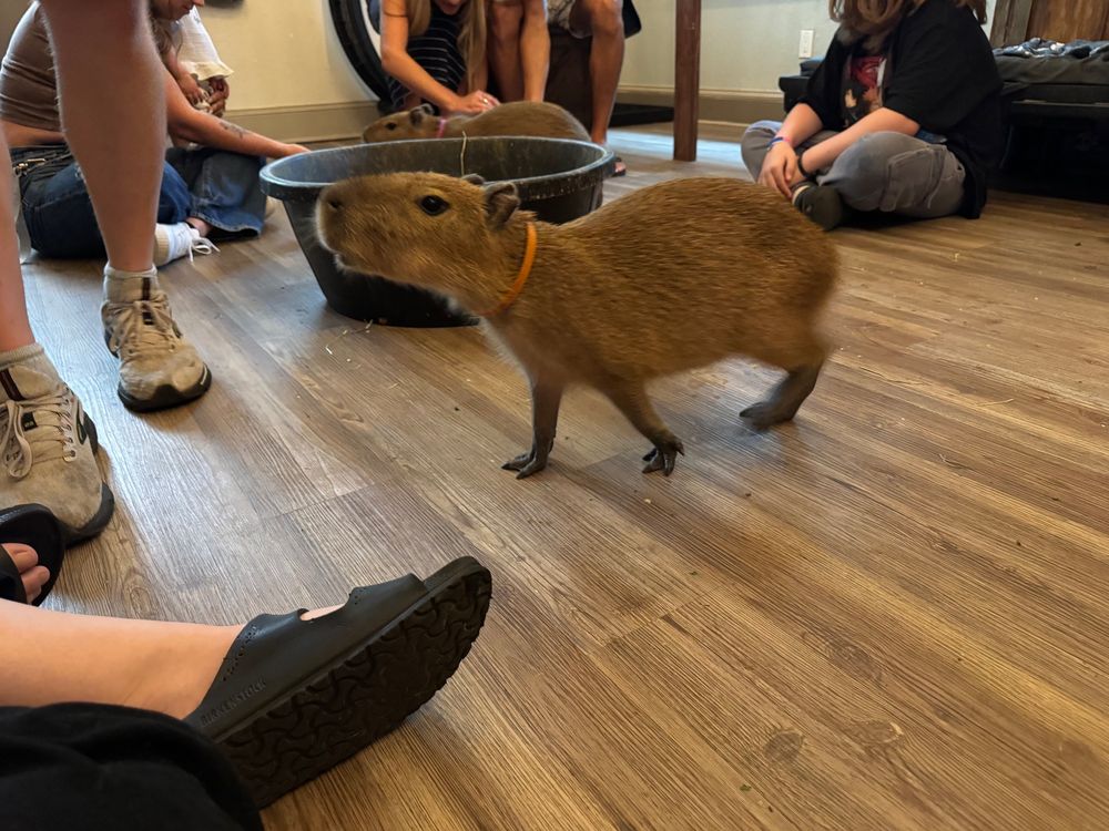 a capybara looking around