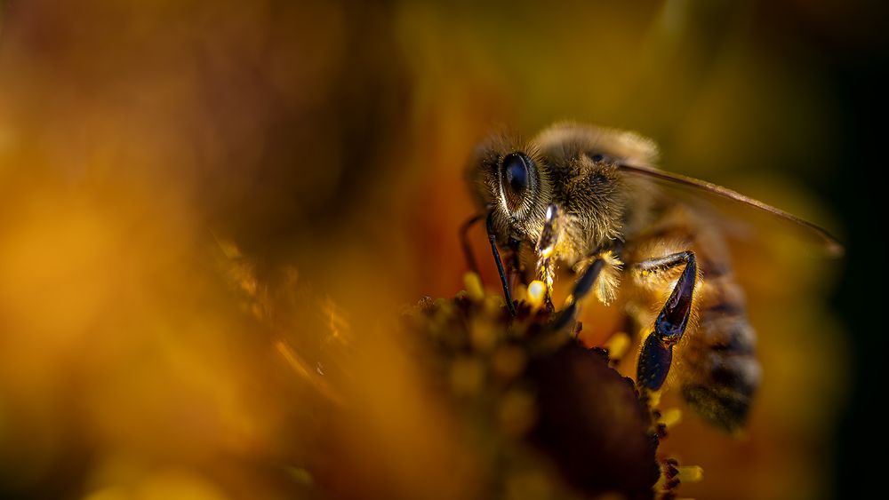 Bee on flower in nice light