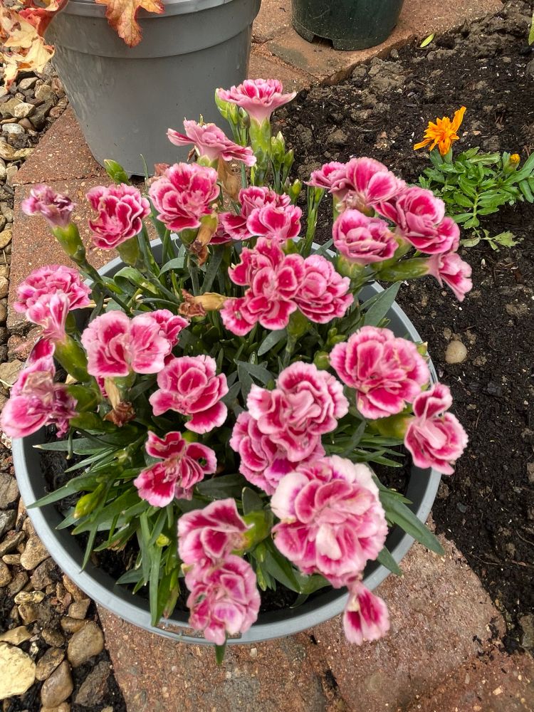 Pink Dianthus in a small pot