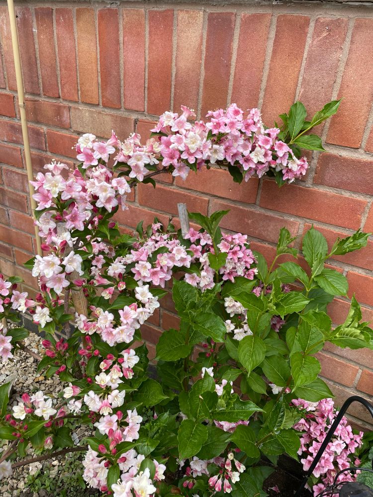 Pink Weigela doing its sweeping arch thing.