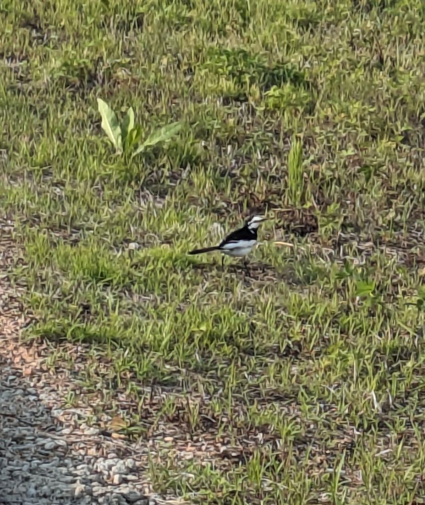 Photo of a small bird with black body and white markings on the bottom and head