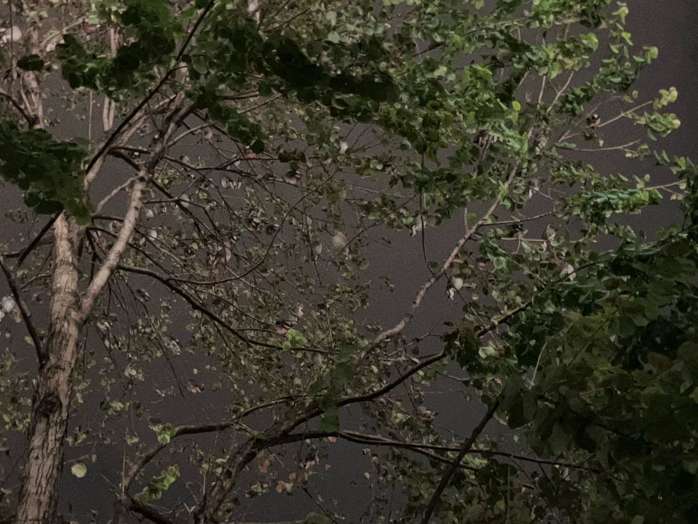 夜。木にたくさんのムクドリ。鳴き声は、お祭りのように楽しそうに聞こえた。