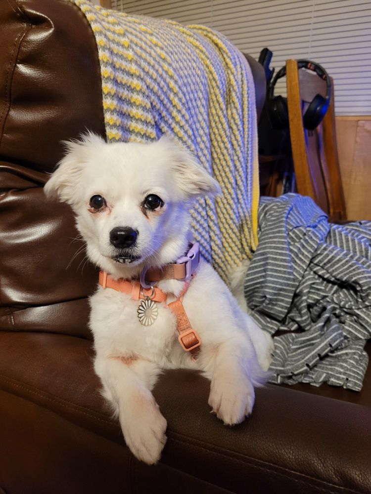 cute white puppy in big recliner 