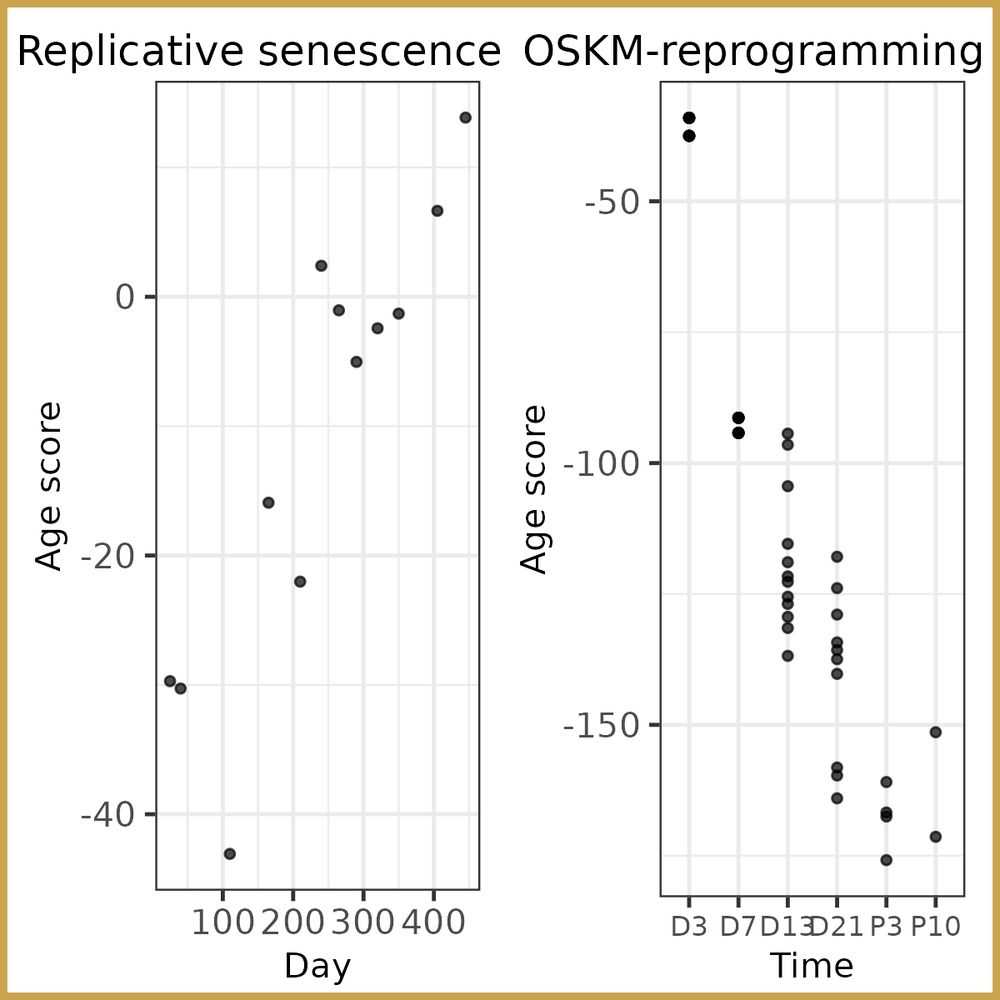 Two scatter plots: replicative senescence shows age score rising with day; OSKM reprogramming shows score dropping over time.