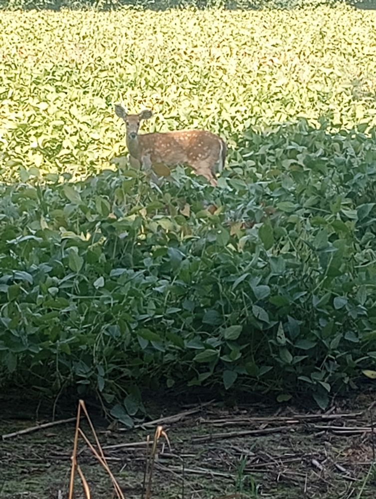 A baby deer takes interest in me from a close but safe distance in a field of green plants. They have white spots on their brown fur which goes away as they get older.