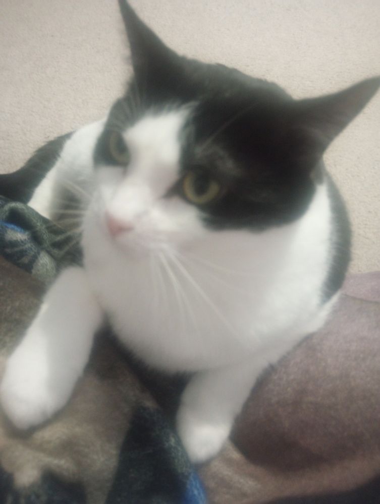 A black and white cat looking at one of his humans while laying on a blanket.