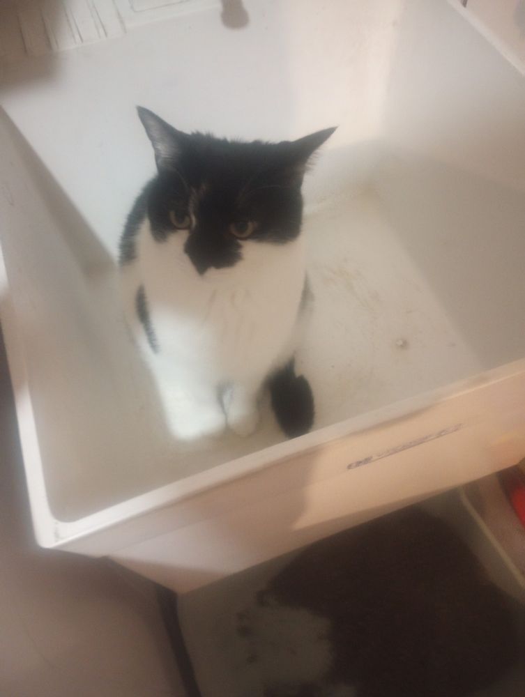 A black and white cat sitting in the sink watching me do laundry while also wanting attention.