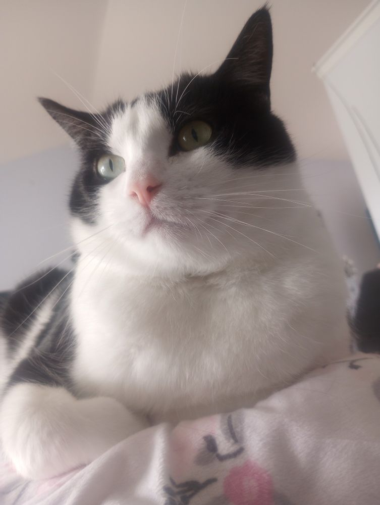 A picture of a black and white cat looking at the camera while sitting on a pink blanket.