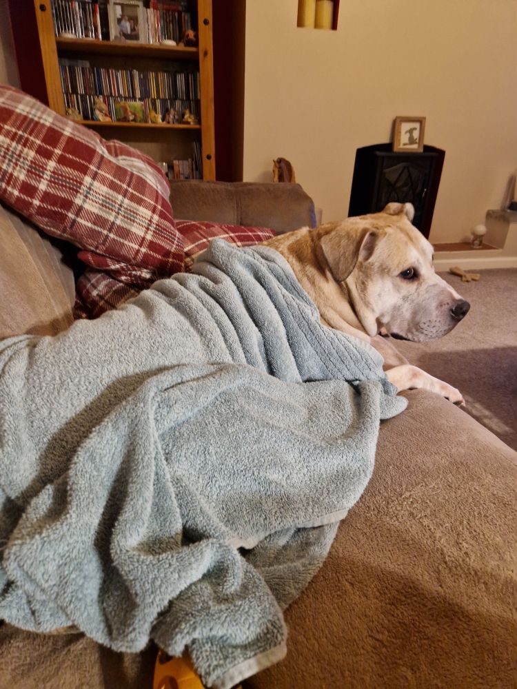 Dog wrapped up in a towel.