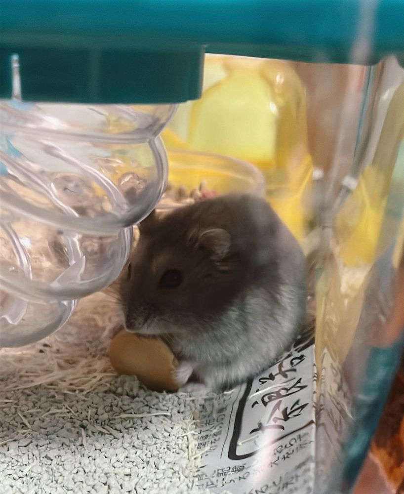 小動物用のクッキーを食べるハムスターです🐹