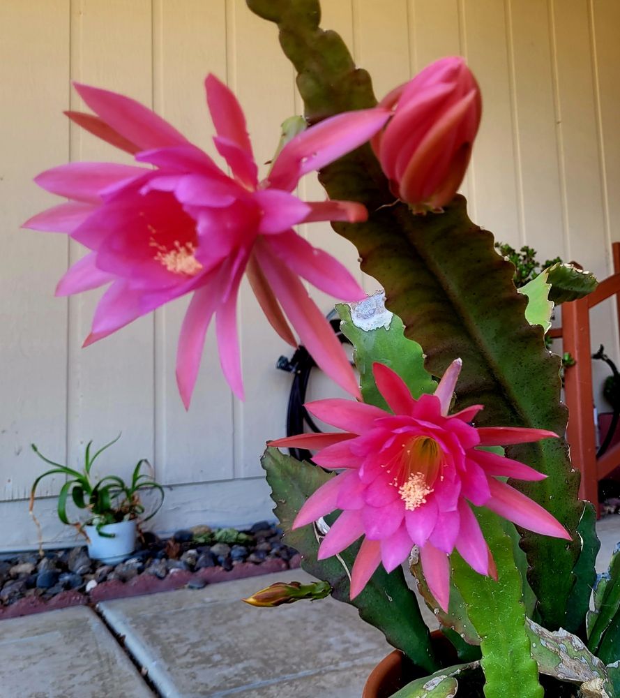 Pink orchid cactus blooms