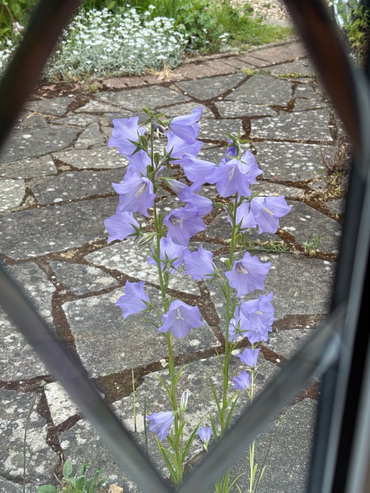 Comment image