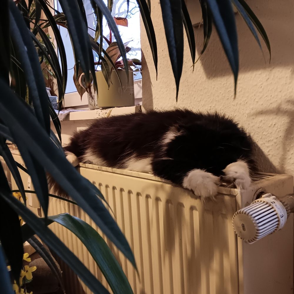 Schwarz weiße Persermix Katze liegt langgestreckt auf einem Heizkörper und sieht sehr entspannt aus. Drumherum Pflanzen und die untere Ecke eines Fensters .