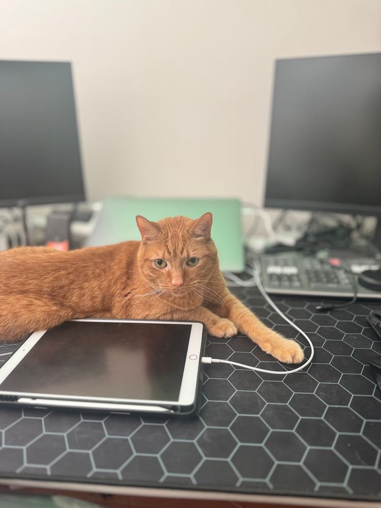 Jonesy, a short haired ginger cat taking up residence on my desk