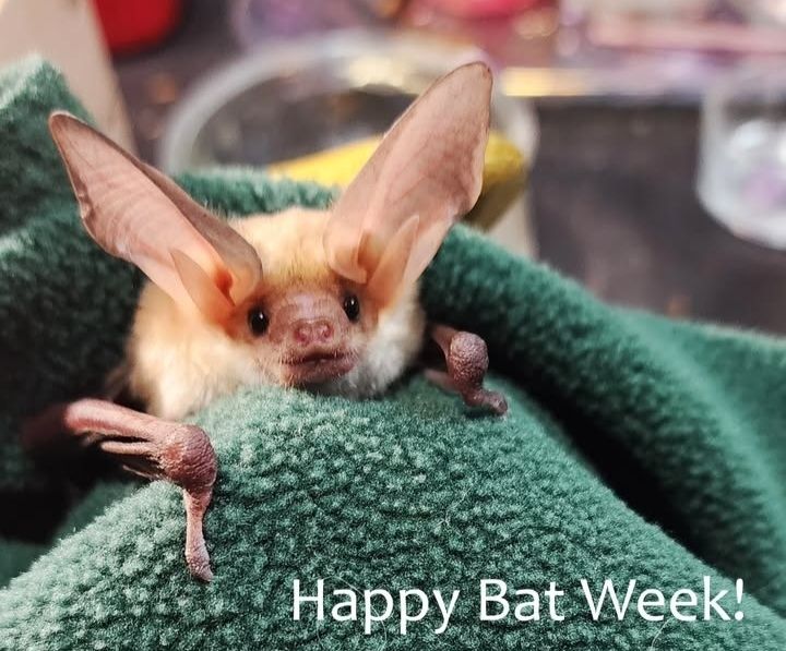 Light colored bat with large ears held in a green cloth. Text "Happy Bat Week!" 