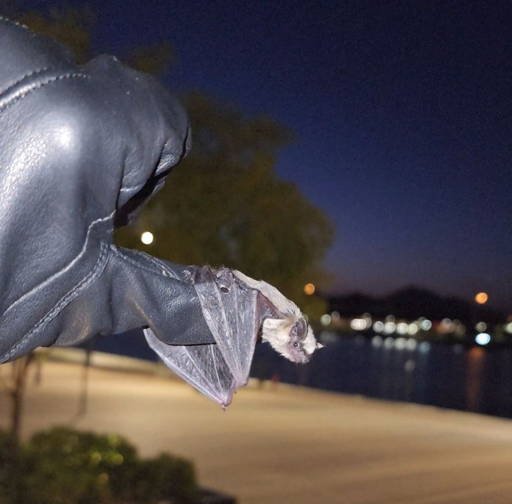 Small bat on gloved thumb about to take flight. 