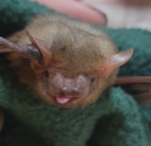Small blonde/yellow colored bat with his tongue sticking out held in a green cloth. 