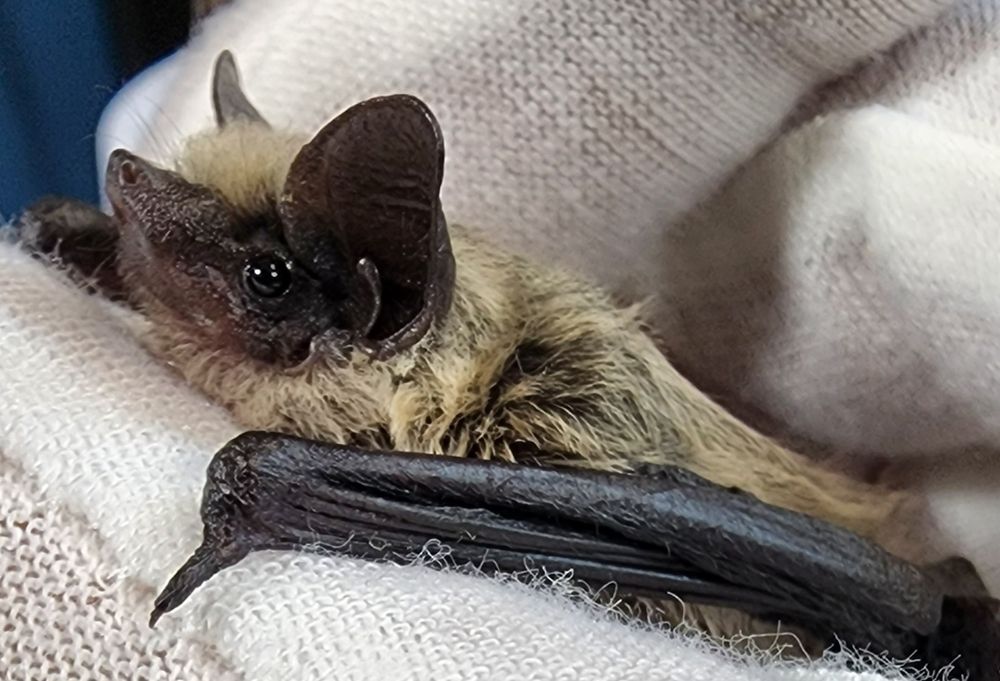 Small blondish bat with a dark brown face and ears in a white gloved hand. 