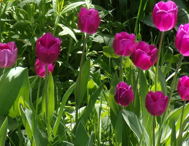 This is a photo of purple tulips growing in my backyard. 
The tulips are in partial and full sunlight. 