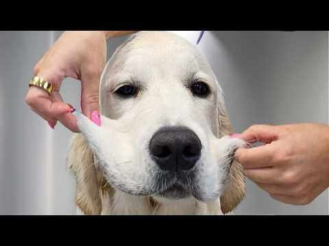 This Golden Retriever Puppy is Hilarious! Clumsy, Spoiled, and Full of Drama 😂