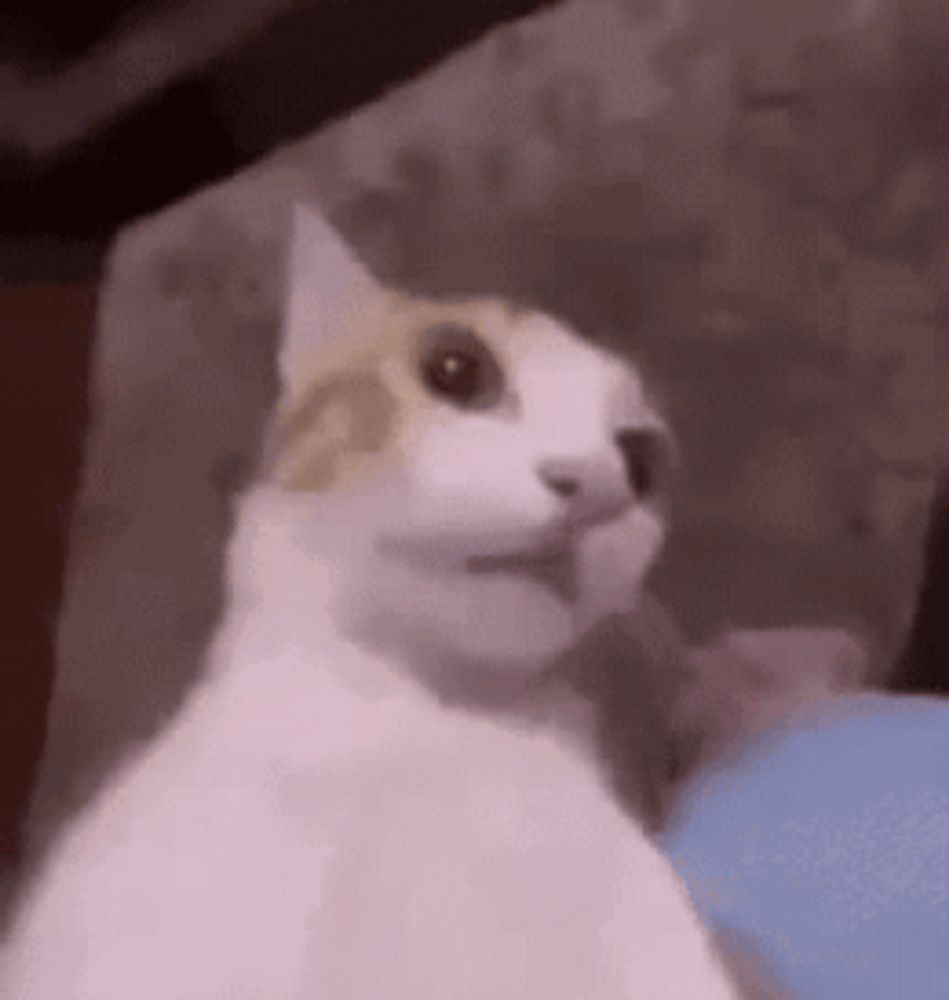 Shocked Shocked Cat GIF