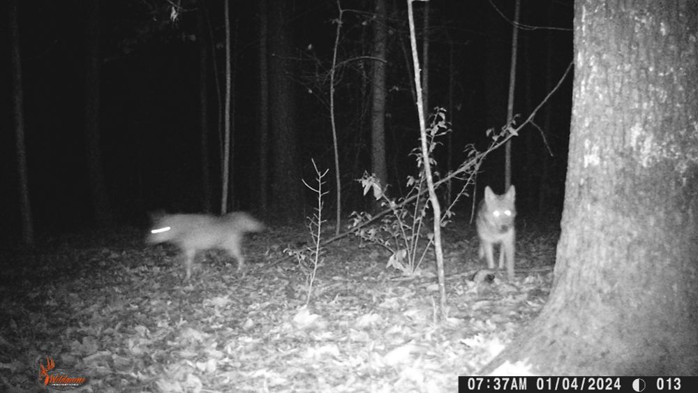 2 coyotes, trailcam in night vision. one is walking directly towards camera. Woods, lots of leaves