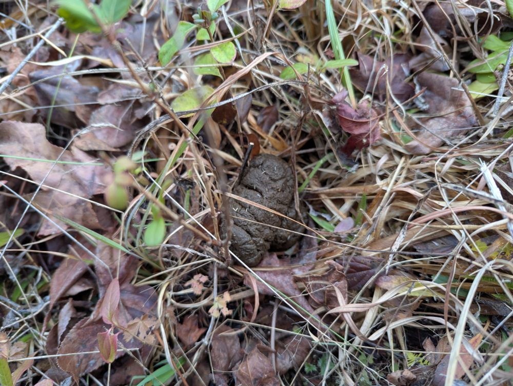 Bear poop in the grass 