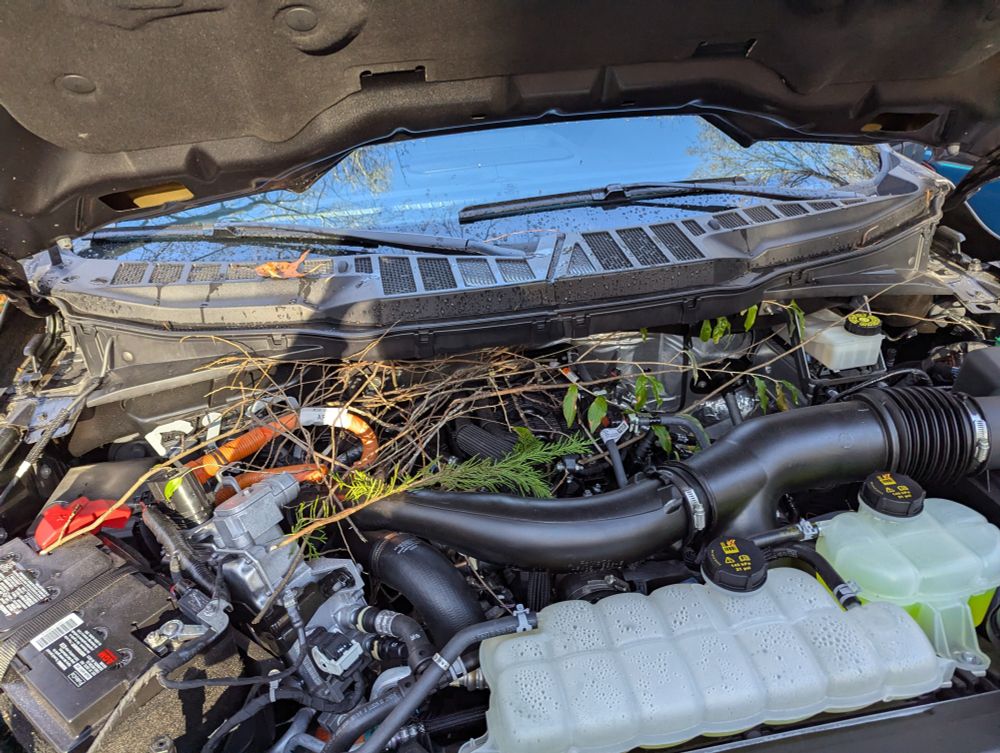 A bunch of branches and twigs that a squirrel has pulled into the engine bay.  
