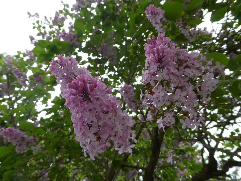 A lilac bush in flower, with pale sky somewhere behind. The lilac flowers are sticking forward across the picture, in large bunches.