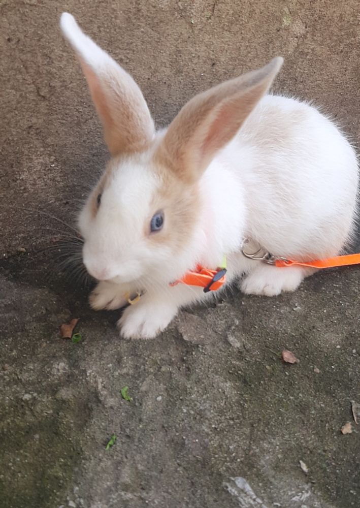Coelho branco com machas bege, de coleira laranja