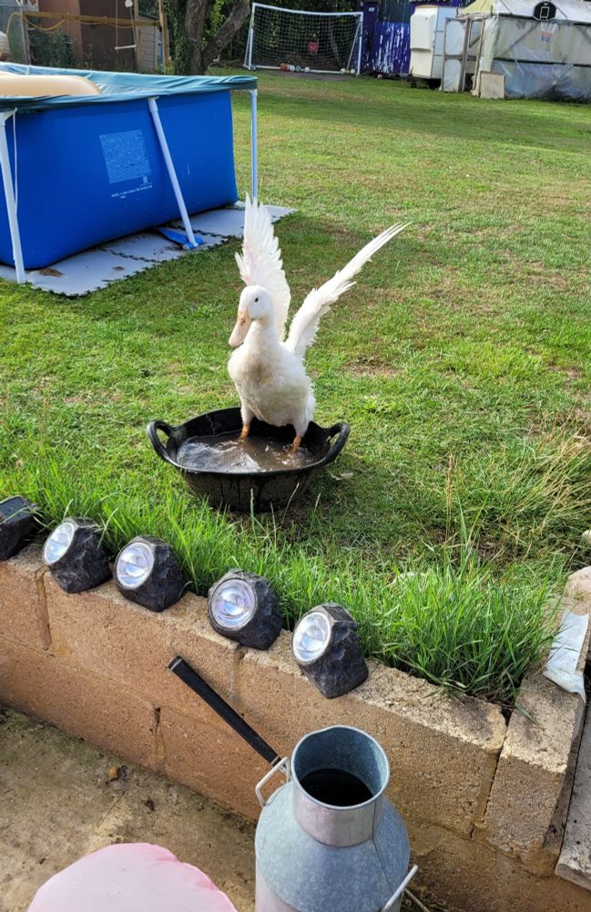 A duck standing up and spreading its wings in a small metal washtub filled with water