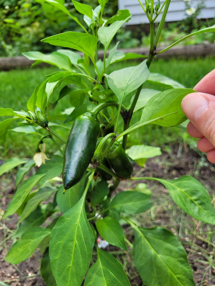 I finally managed to grow peppers, please clap
