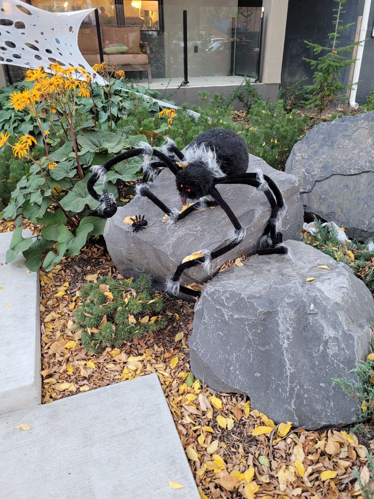 A spider Halloween decoration in someone's yard, brandishing a knife while it looms over a smaller spider.